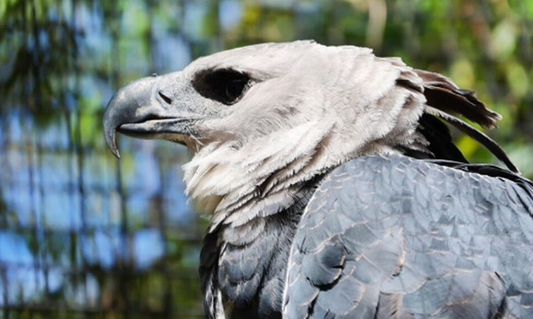 Itaipú abre mirador del águila harpía y revive una especie ausente en el país por más de 20 años - OviedoPress