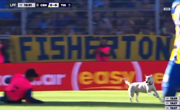 Viral: un perro invadió el Rosario Central-Tigre, eludió a los de seguridad y se llevó todos los "oles"