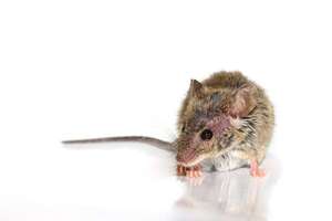 Hantavirus en humanos: síntomas, contagio y qué hacer ante sospecha - Ciencia - ABC Color