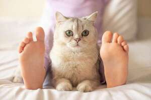¿Por qué tu perro o gato duerme a tus pies?: lo que revela su comportamiento - Mascotas - ABC Color