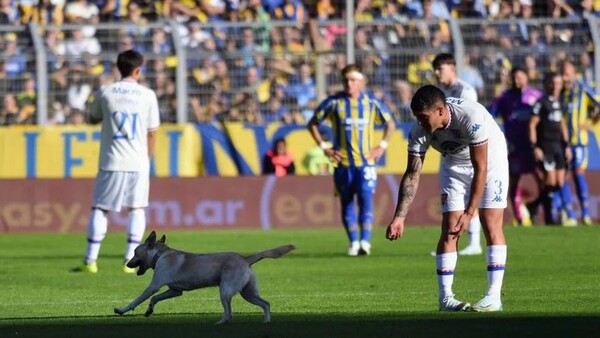 Vio en Instagram a su cachorro fugitivo que paró un partido de Primera en Argentina
