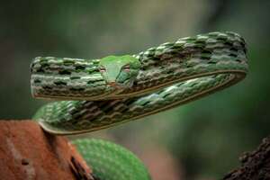 Serpientes liana verdes: las cazadoras invisibles de Asia y América - Ciencia - ABC Color