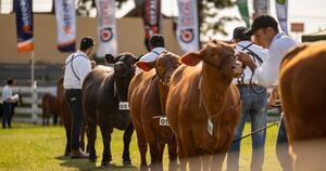 La Nación / Brangus consolida su posicionamiento en la ganadería con la certificación de su carne