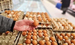 Sector avícola reporta abundancia de huevos y precios mínimos históricos por exceso de producción