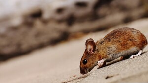 Qué es el hantavirus reportado en un crucero y cuáles son los casos en Paraguay