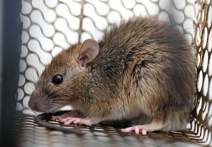 El Chaco concentra la mayoría de los casos por hantavirus y salud recuerda medidas de prevención