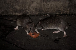 Paraguay registra 3 casos de hantavirus en lo que va del año, el Chaco es la zona endémica