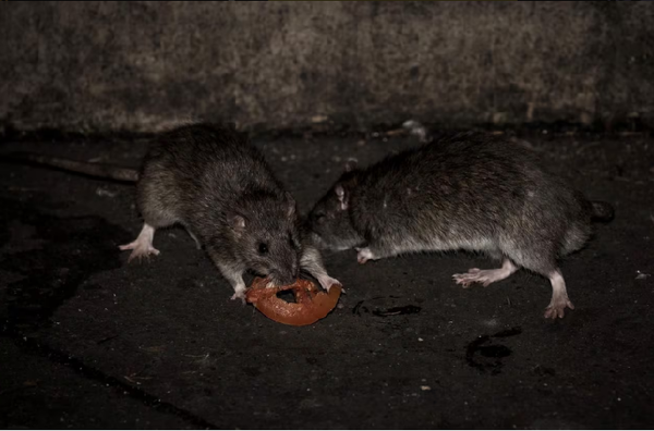 Paraguay registra 3 casos de hantavirus en lo que va del año, el Chaco es la zona endémica