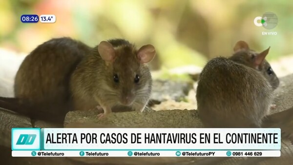 Hantavirus: alerta regional tras hallazgo en crucero internacional