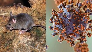 Hay 3 casos confirmados de hantavirus en el país - ADN Digital