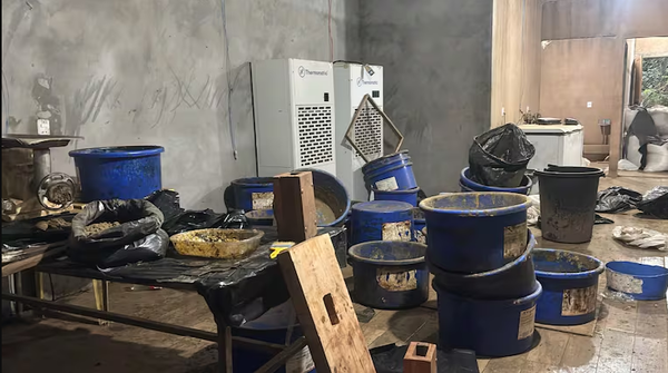 Desmantelan laboratorio de marihuana premium atribuido a Barón Escurra