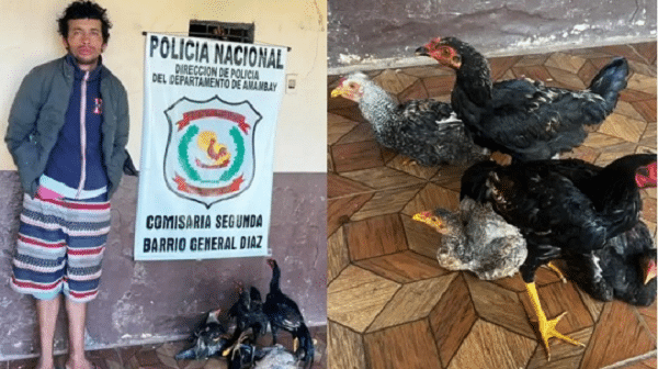 Hombre robó cinco gallinas y terminó detenido - Noticiero Paraguay