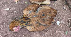 Diario HOY | Investigan muerte masiva de gallinas en Ñacunday
