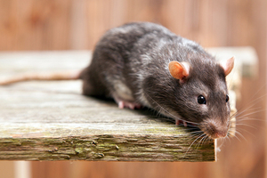 Hantavirus: qué tan real es el riesgo de una nueva pandemia y cuál es la situación en Paraguay