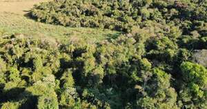 La Nación / Protección de bosques, una alternativa para desarrollar economía y paisaje