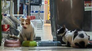 Desaparición de gatos virales de un minimercado desata indignación: ¿Dónde están?