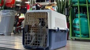 Tras ola de indignación, gato viral que pide comida y su compañera vuelven a minimercado de Asunción