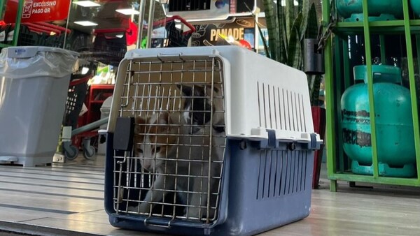 Tras ola de indignación, gato viral que pide comida y su compañera vuelven a minimercado de Asunción