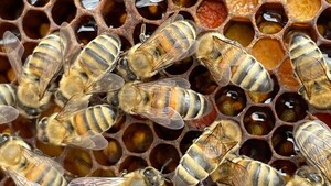 El pueblo egipcio al que la venta de miel y de abejas le ha dado 80 años de pleno empleo