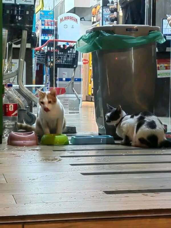 Rubio y Rita, los gatitos virales de Biggie: ¿qué pasó con ellos? - Nacionales - ABC Color