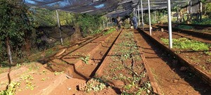 Municipalidad de Cambyretá impulsa la producción sustentable con entrega de plantines
