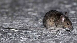 París afirma que ciudadana francesa infectada por hantavirus en el Hondius está "grave"